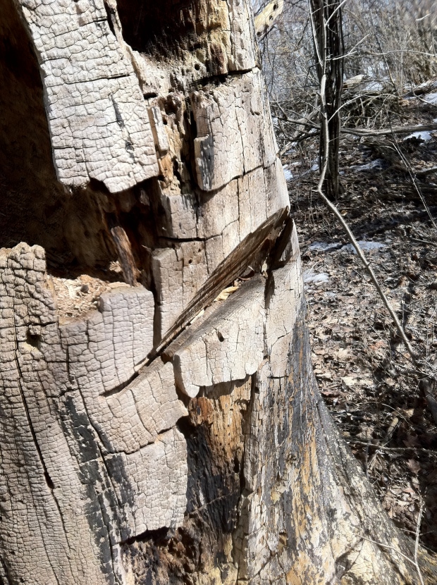 1800 axe marks or chainsaw on this old dead tree?