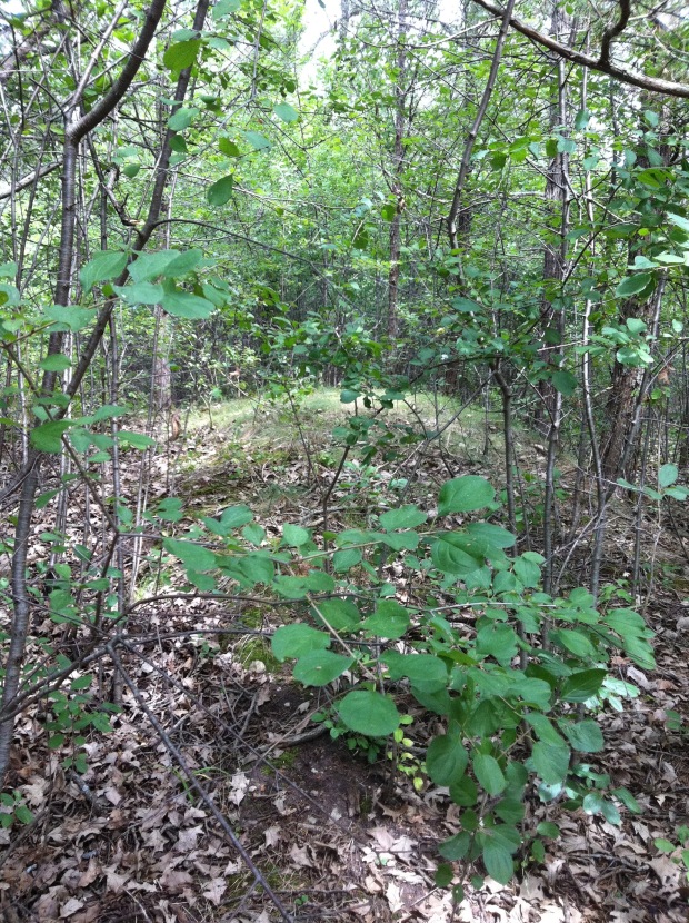 I explored the area Wallbridge described the mounds to be located in PEC and I came across the unusual mounds.
